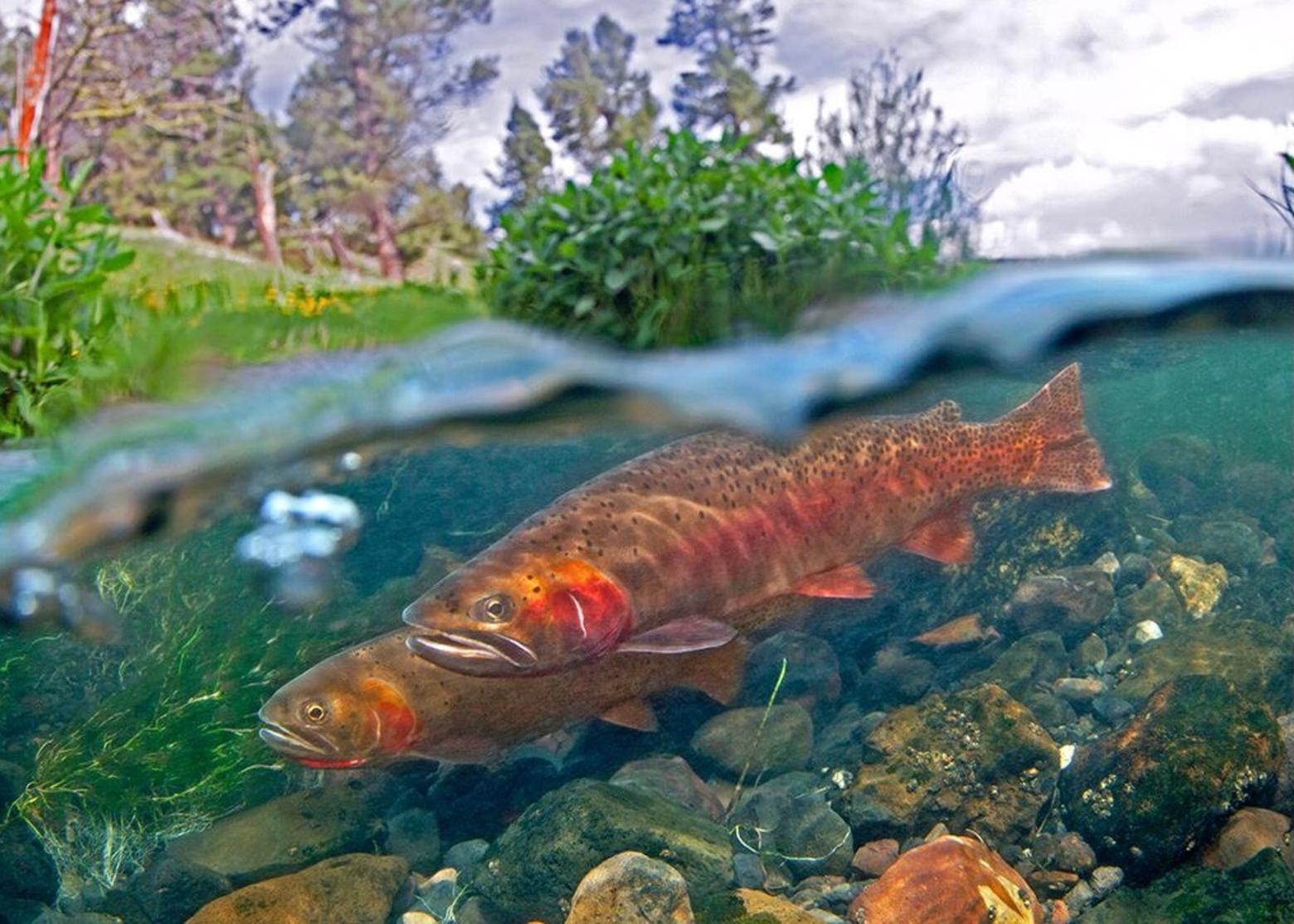 Yellowstone National Park is a fountainhead reservoir for Yellowstone cutthroat trout, famous in the world and a bellwether for the survival of native trout challenged by non-native transplants, habitat loss and rivers affected by climate change.  Photo courtesy Pat Clayton (fisheyeguyphotography.com)