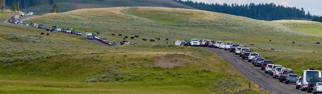 Many urban Americans left confinement in the city and set out for public lands, trading metro gridlock for traffic jams created by the presence of wildlife. While such scenes are appalling to many local denizens of Greater Yellowstone, surveys show many visitors don't seem to mind. Photo courtesy Steven Fuller
