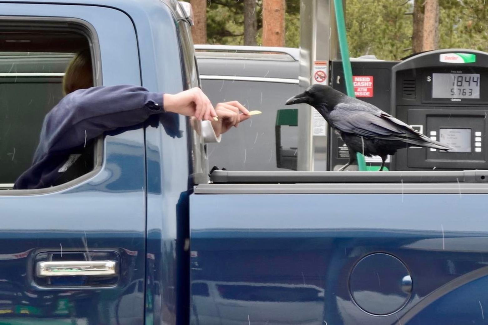 Tourists habituate a raven to a human snack. Doing wildlife no favors, lots of people every year have to be warned about the dangers and folly of feeding wildlife. "A fed bear is a dead bear" serves as just one mantra. With Park Service ranks understaffed, many rangers told Mountain Journal they couldn't keep up with natural resource violations, some of which resulted in harm to wildlife and geothermal features.