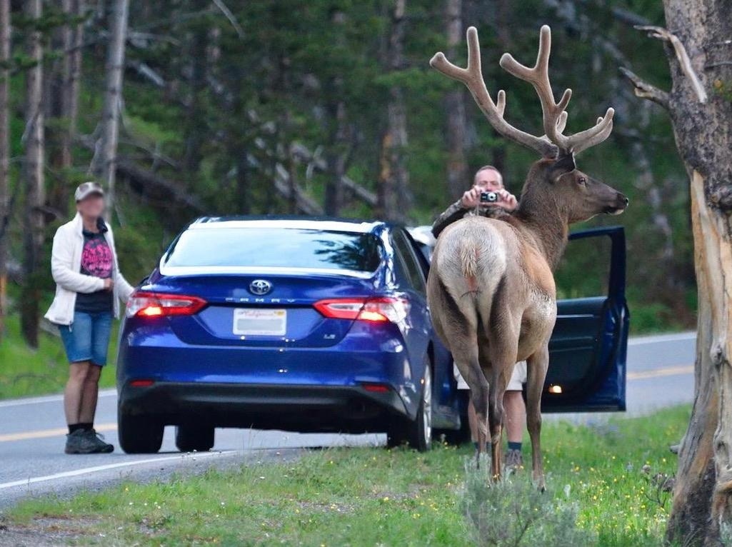 Not posing for the camera: For many tourists the meaning of animals being wild in Yellowstone isn't always well understood. Here a bull elk with antlers still in velvet assesses what his next move will be. Photo courtesy Steven Fuller