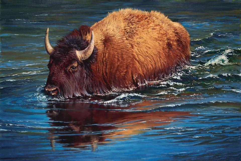 "Making Waves," a painting of a Yellowstone bison by John Potter (johnpotterstudio.com)