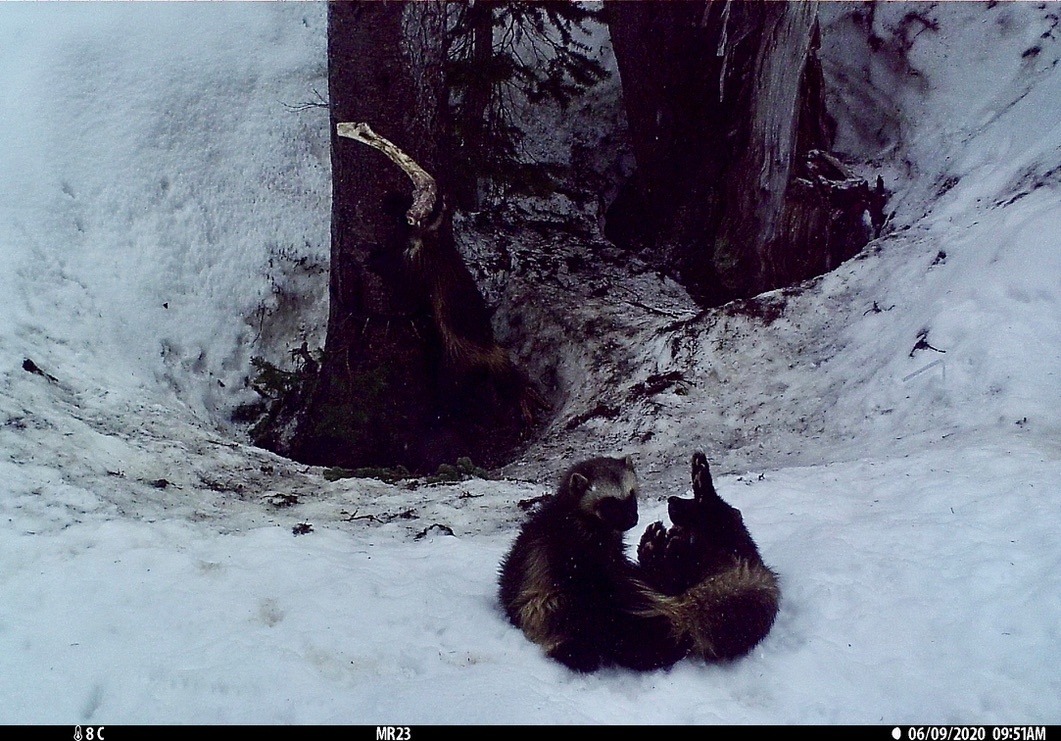 A mother wolverine and her kit play at the edge of a subalpine forest in the Pacific Northwest. Wolverines den, hunt and scavenge for carcasses in the snowpack on the sides of mountains. Perhaps 300 wolverines, or less, are left in all of the Lower 48. Climate change represents a major threat to habitat, but so, too, researchers say, is disturbance by recreationists in mountain environment. People displace wolverines from habitat they need to survive. Photo courtesy NPS/Cascades Carnivore Project