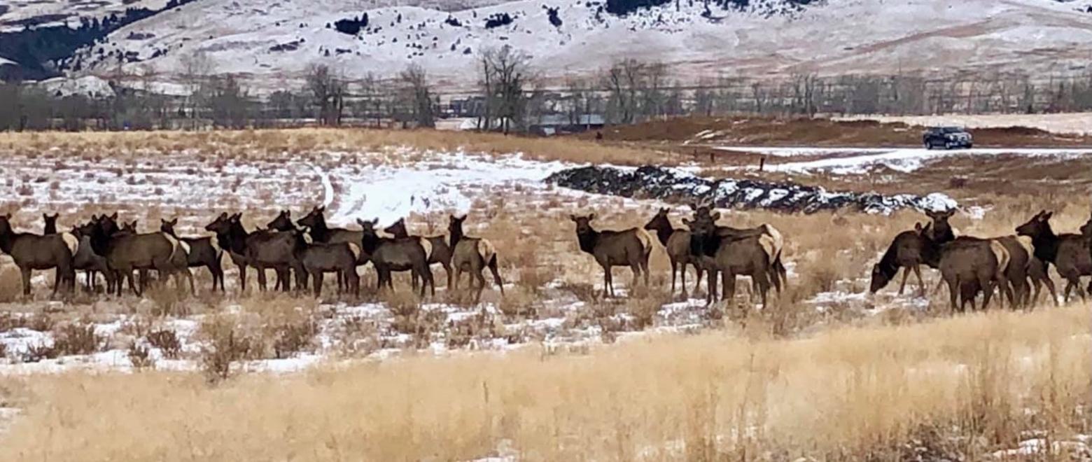 Migratory elk that have moved through the Gallatin Valley for millennia each year find it tougher going to navigate their way through a maze of sprawl and leapfrog development, especially as open ag lands disappear. If conservation is going to happen, it needs to do so fast, and there needs to be a strategy that has been lacking not only from city-county government but there's been no plan put forth by conservation organizations. Photo by Rob Sisson