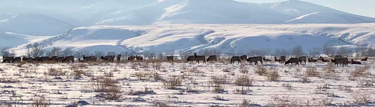 As Sisson and a growing number of nature-loving Gallatin County residents are asking, will this generation of elected officials and citizens stand by and allow a backyard elk migration corridor to go away forever? Photo courtesy Rob Sisson