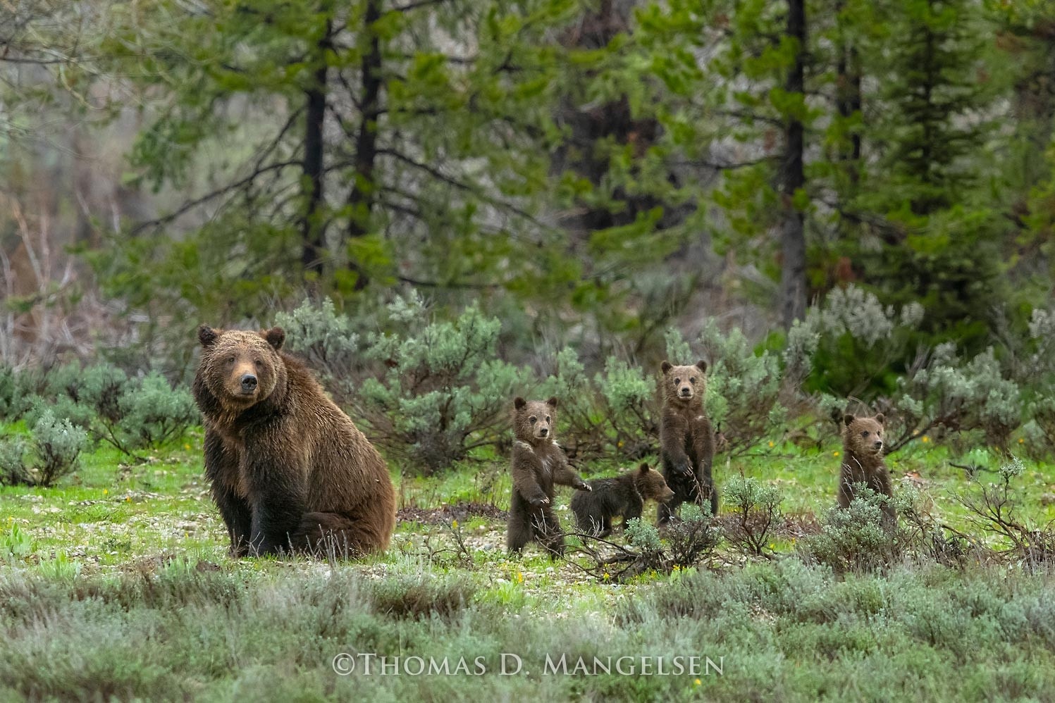Jackson Hole grizzly mother 399 and her four cubs in 2020. Reportedly the famous bruin has been among different animals attracted to feeding carried out by a Jackson Hole resident, which has caused an uproar.  The image, "Among the Sage:  399 and Quadruplets" provided courtesy of Mangelsen (see more photos of 399 and family at mangelsen.com_