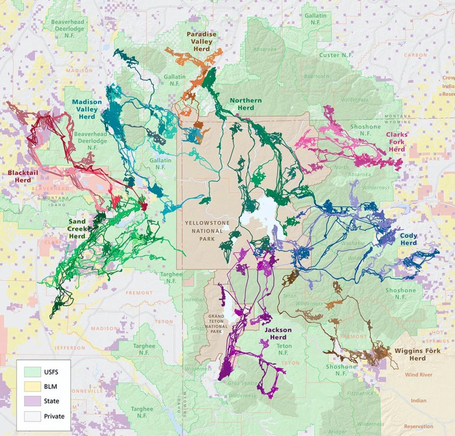 A map prepared by the Wyoming Migration Initiative showing the movements of nine major elk herds in the -state Greater Yellowstone Ecosystem, all which have direct or indirect connections to Yellowstone National Park; every single one of them still exists only because their migration corridors have not yet been blocked by development or displaced by human presence. 