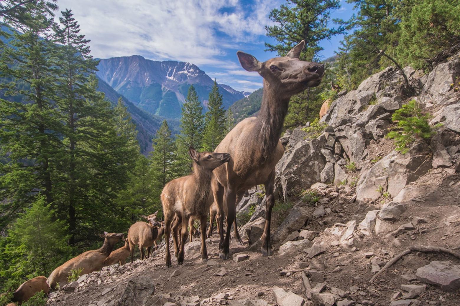 Every year elk from every direction in Greater Yellowstone make dramatic seasonal pilgrimages in and out of Yellowstone National Park. It's something that is considered a national wildlife treasure and something ever-rarer on the planet. A photographer who has chronicled Greater Yellowstone's migrations is Joe Riis. To see more of his amazing collectible work, go to joeriis.com