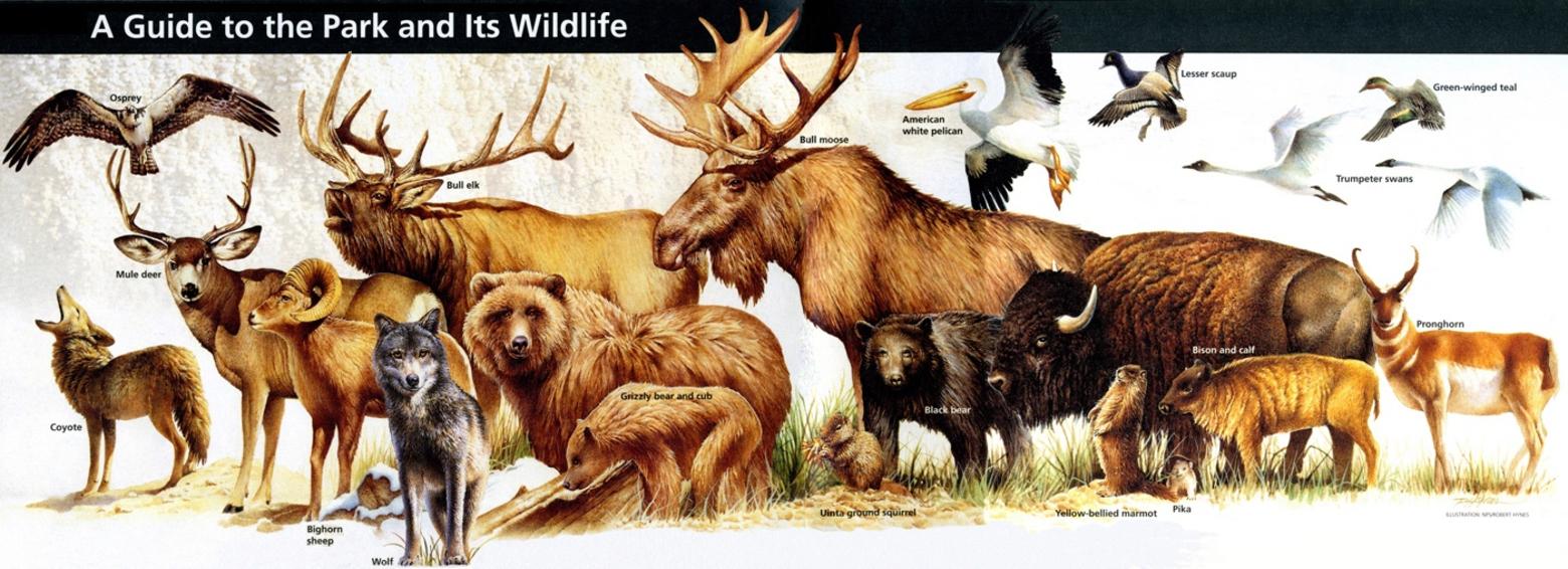 Why it's a national treasure and the last one standing: No other ecosystem in the Lower 48, beyond Greater Yellowstone, still has healthy populations of all of these animals.  While national parks  provide habitat, these species cannot continue to persist based on terrain in parks alone; in fact, studies show that fragmentation caused by human pressure beyond park boundaries jeopardizes the ability of these animals to persist in viable numbers. Graphic courtesy NPS