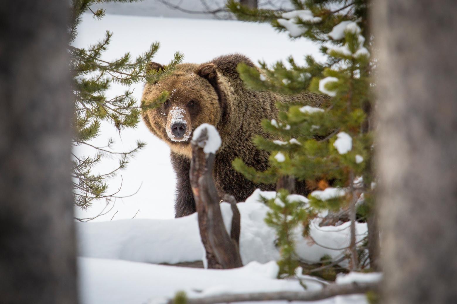 A grizzly searching for sustenance near Canyon in Yellowstone. Photo courtesy Neal Herbert/NPS
