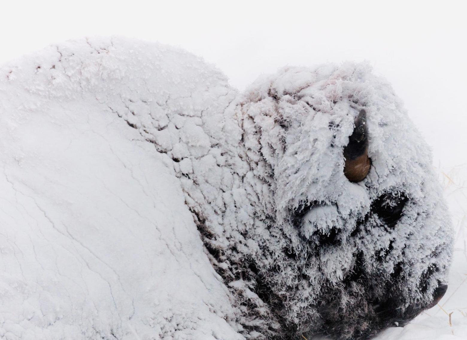 A Yellowstone bison hunkers down in a snowstorm. Even with the green abundance coming, striving to reach the end of winter can push wildlife to its limits. Photo by Jacob W. Frank/NPS