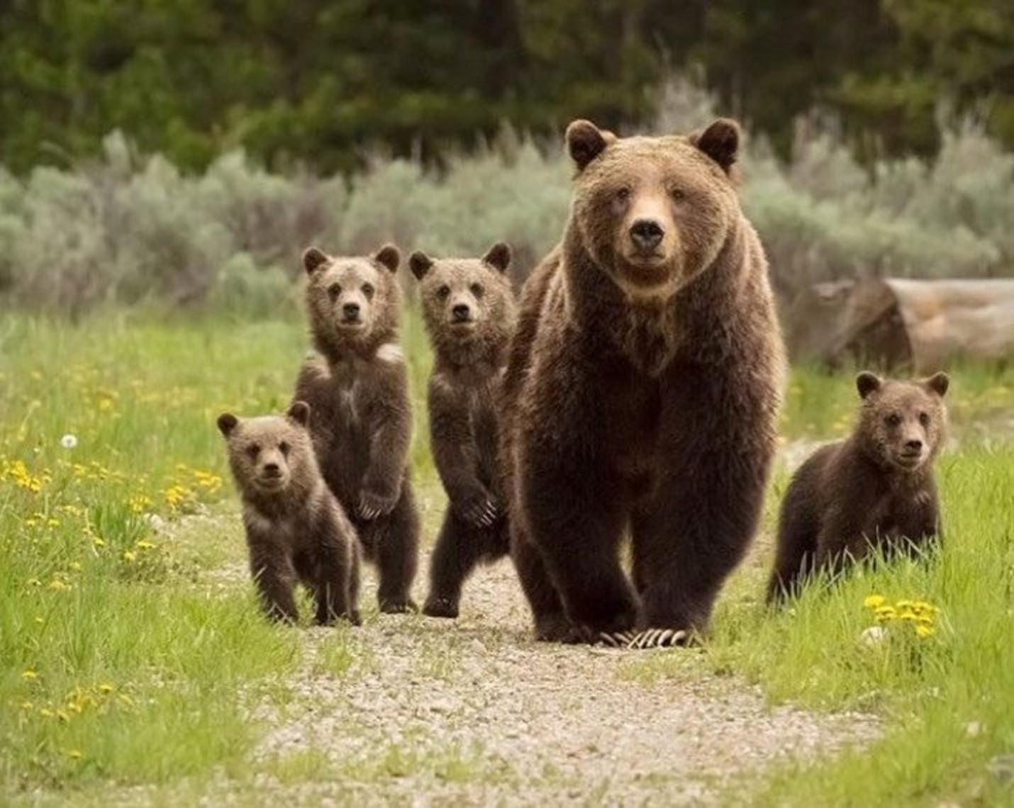 Grizzly bears, like mother bruin 399 and her cubs, are worth exponentially more alive for the regional economy than any license revenue generated by hunting tags to kill them them as trophies. Every year millions of people head to Greater Yellowstone's national parks hoping to catch a glimpse of live grizzlies, generating untold millions of dollars in expenditures getting there, staying in motels, eating at restaurants, hiring safari guides, frequenting shops and buying gas. Photo courtesy Syler Peralta-Ramos and Wyoming Wildlife Advocates. To see more of Peralta-Ramos' work go to sylerpr.com 