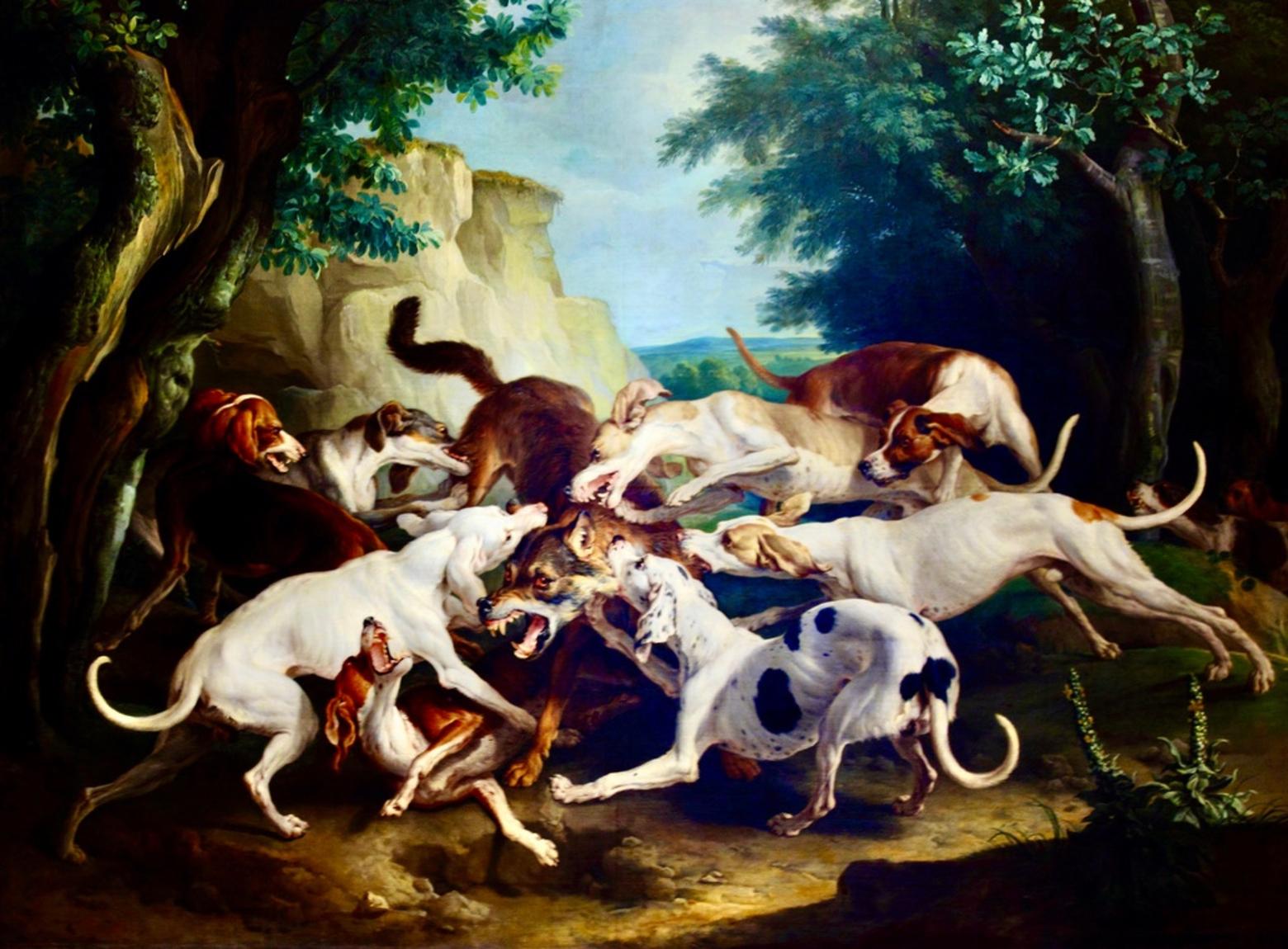 A fair question about "fair chase hunting." The two paintings above by French artist Alexandre-Francois Desportes are titled "The Stag Hunt" (far top) and "The Wolf Hunt" (above). Question: why is it considered unethical in the US for deer and elk to be chased down by hounds but not wolves, bears and mountain lions? In Wisconsin's recent controversial wolf hunt many lobos were run down by dogs and in Montana there is a new bill that would legalize black bear hunting with dogs, which until this year has been banned. In Montana and Wyoming it is also legal to chase down and kill coyotes using snowmobiles.