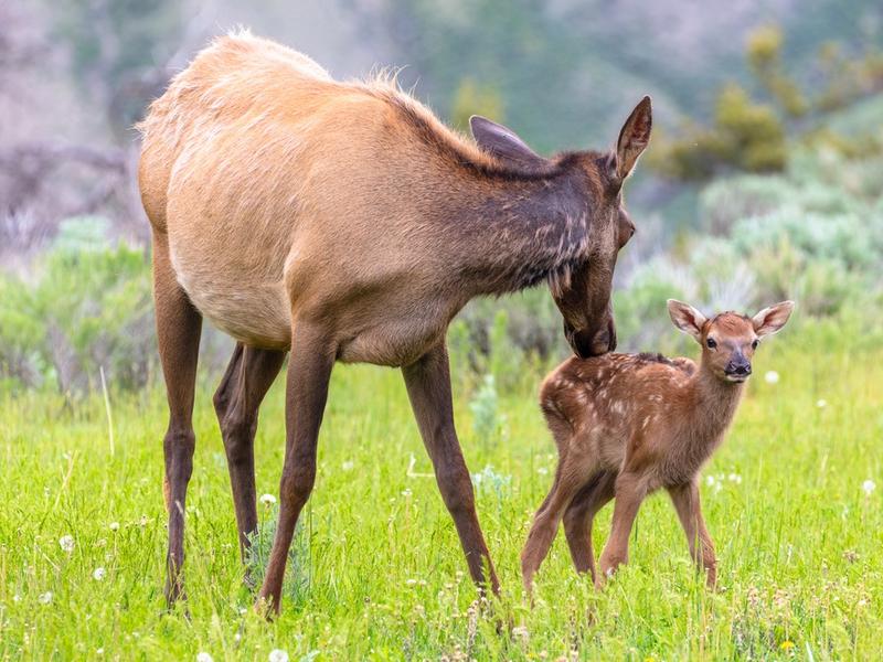 A mother elk in Greater Yellowstone and her calf