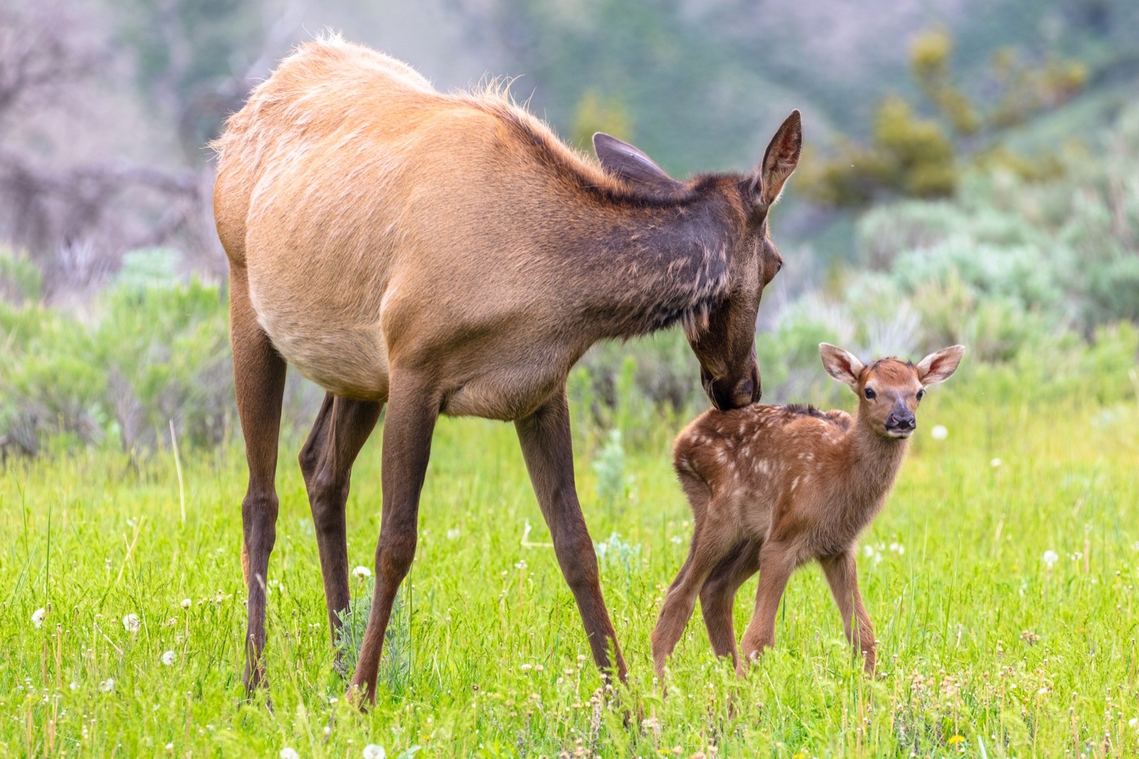 A mother elk and her calf, among thousands of adult wapiti that migrate into Yellowstone National Park from every direction in late spring and then give birth to young. Elk are vulnerable to disturbance, not only form development impacting habitat but studies show how recreation pressure on trails can displace elk from places where they want to be. That's why Wilderness areas, where typically there is less of a hubbub of human activity, are important places where elk can have habitat security. Photo courtesy Jacob W. Frank/NPS 