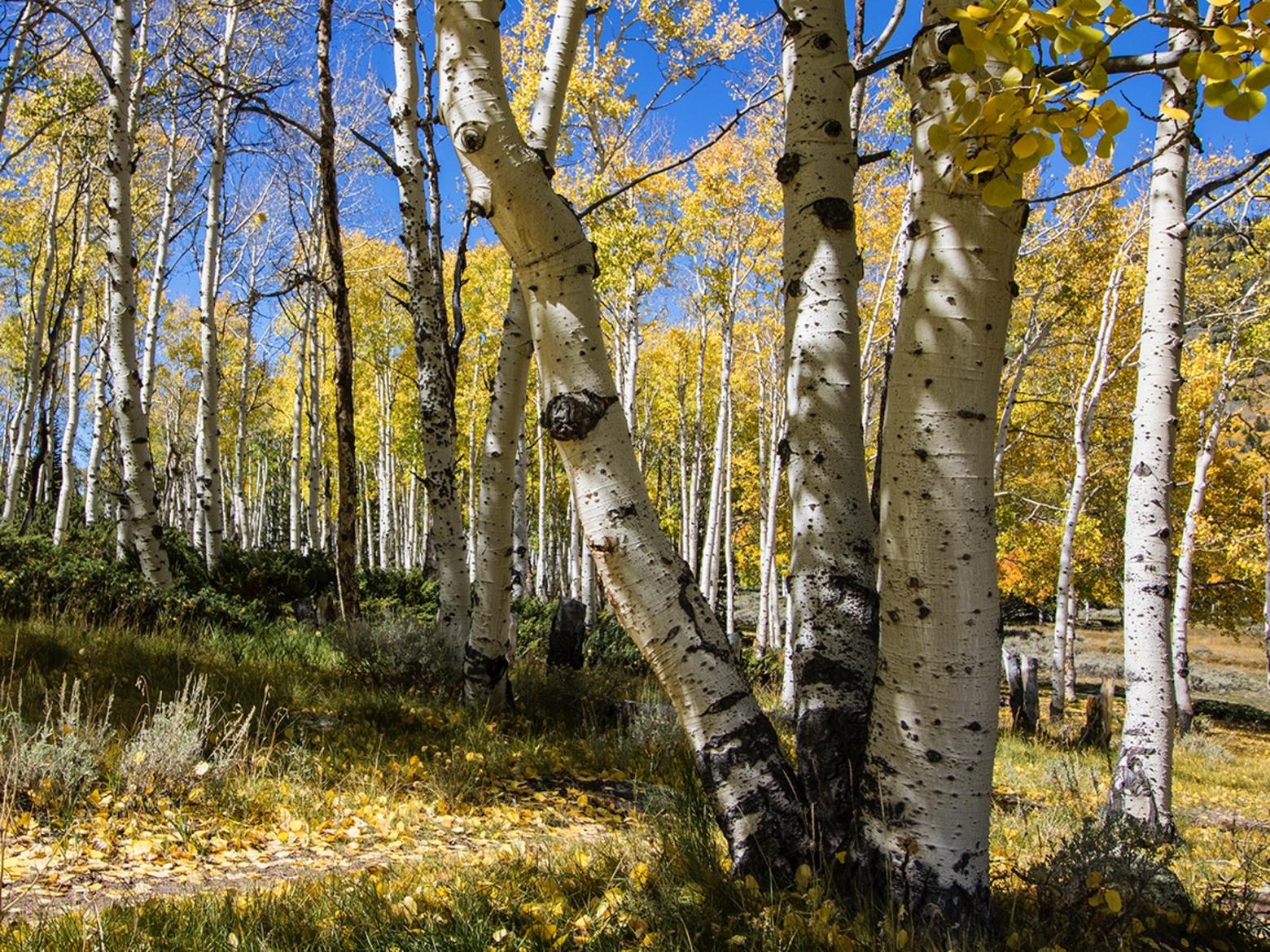 Pando is an amazing paradox—a massive grove of quaking aspen expressed in a multitude of colorful trunks but all part of the same single tree and root system.  As author Paul Rogers writes: "What you see here is a microcosm in aspen aesthetic and ecology—white, yellow, blue; pseudo-sibling trees joined as one:  a triple replications in DNA—lends dimension to Pando's autumn repose." Photo by Lance Oditt