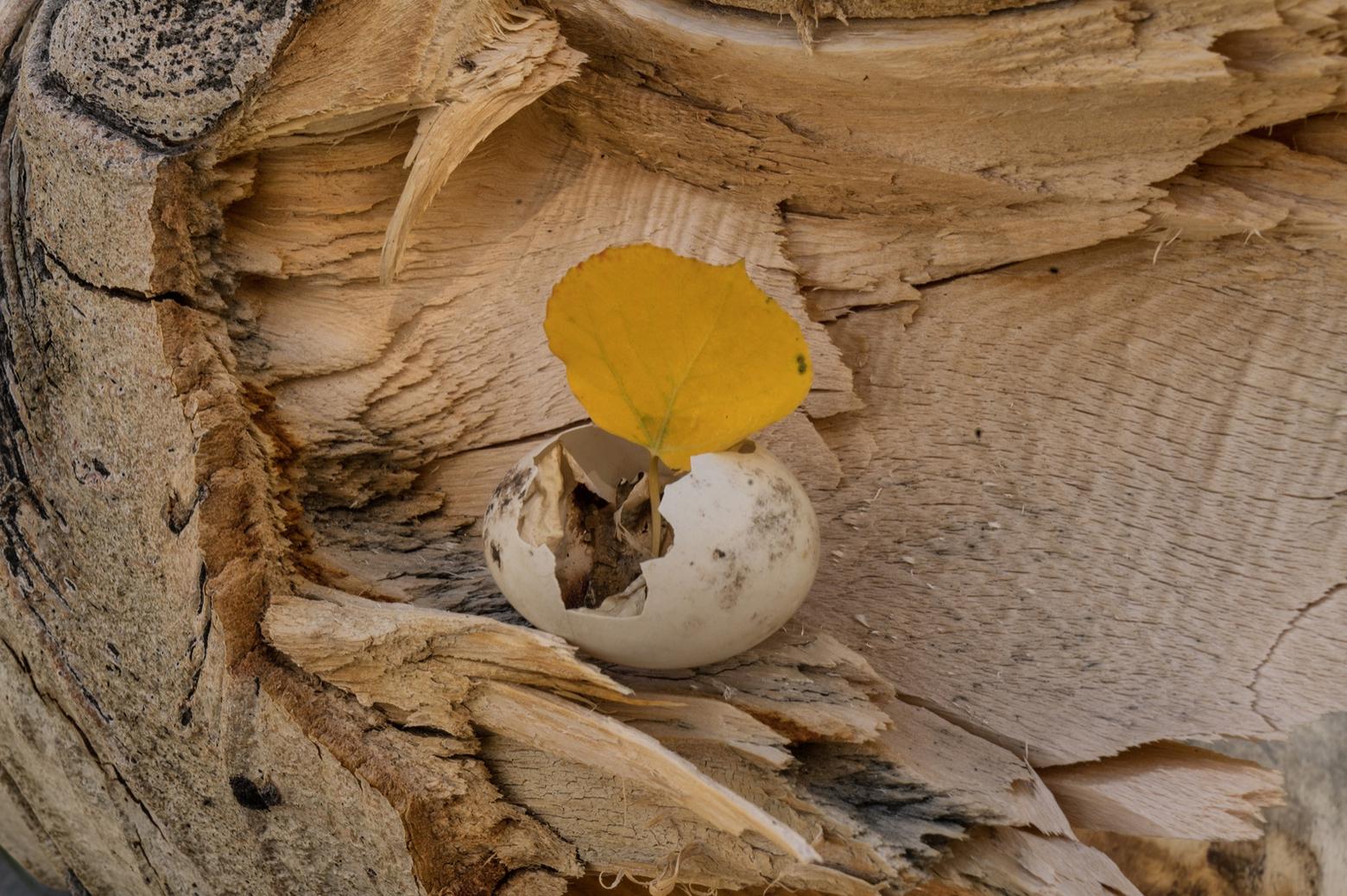 Top Photo—Two Choruses: Leaves flickering in a chilly autumn gale send a soothing note outward to join a wave of sound that echoes up and down the Fish Lake Valley, which could be any mountain valley in the West. Photo just above—One Family, Many Homes: Where an elderly trunk of Pando has fallen, another future has taken flight. Photos by Lance Oditt