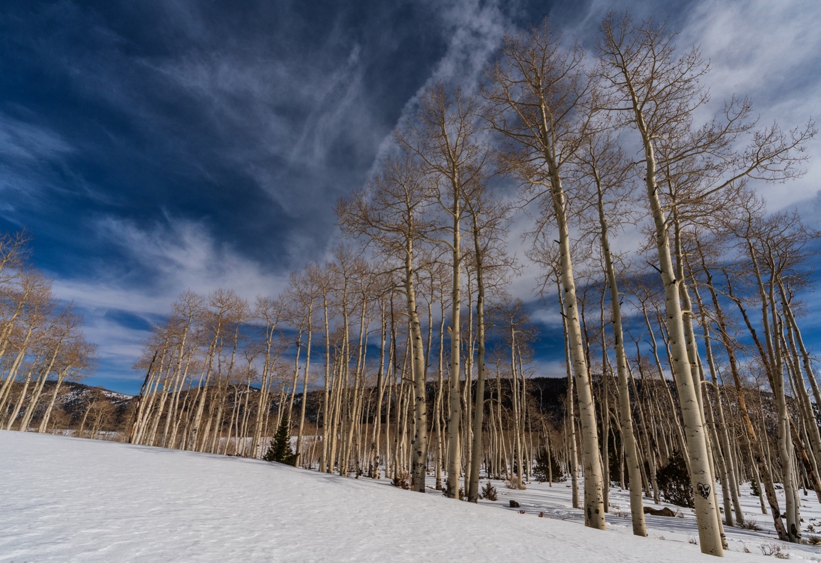 Winter Ghosts: Winter in Pando highlights summer's impact from foraging deer and cattle. Here, only elderly trees remain, leaving architectural voids as an indication of a grove compromised, processes severed, and stewardship unmet. Photo by Lance Oditt