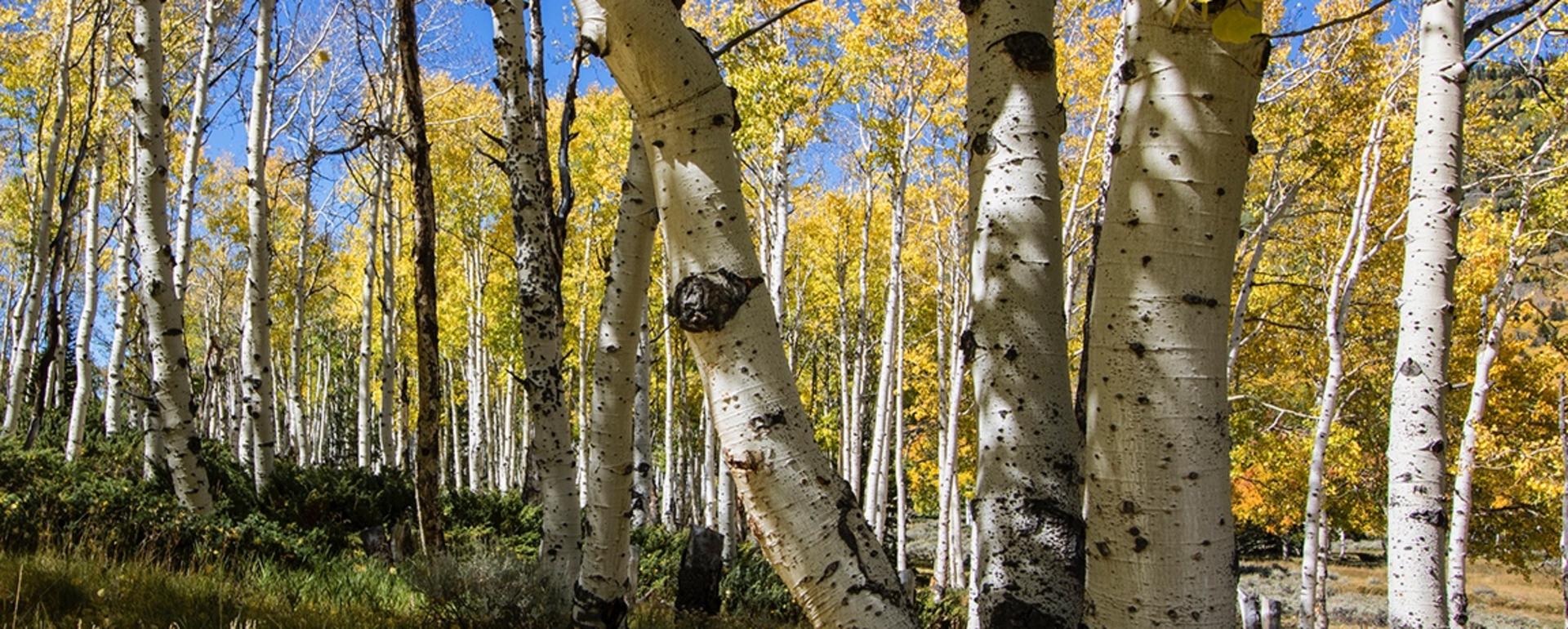 Pando as barometer for aspen across the West?