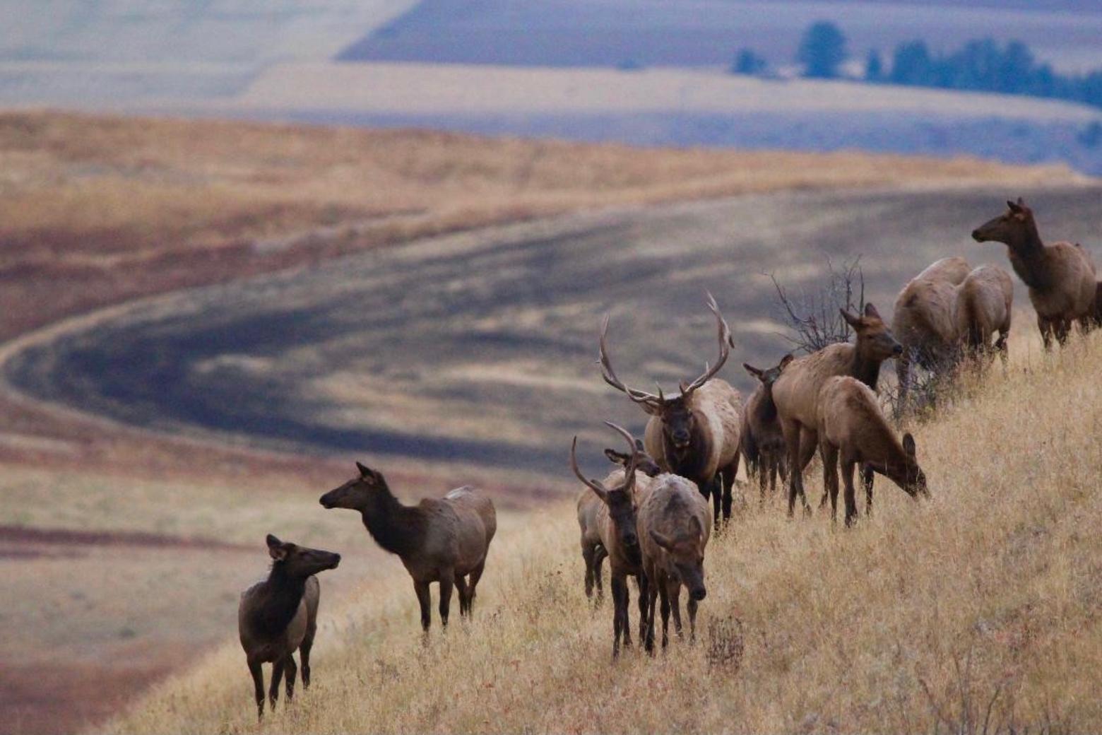 As sprawl fragments the Gallatin Valley what is likely to disappear first from the outskirts of Bozeman: elk or viable ag? In many ways, their fates are intertwined. Photo by Holly Pippel. Click on image to enlarge.