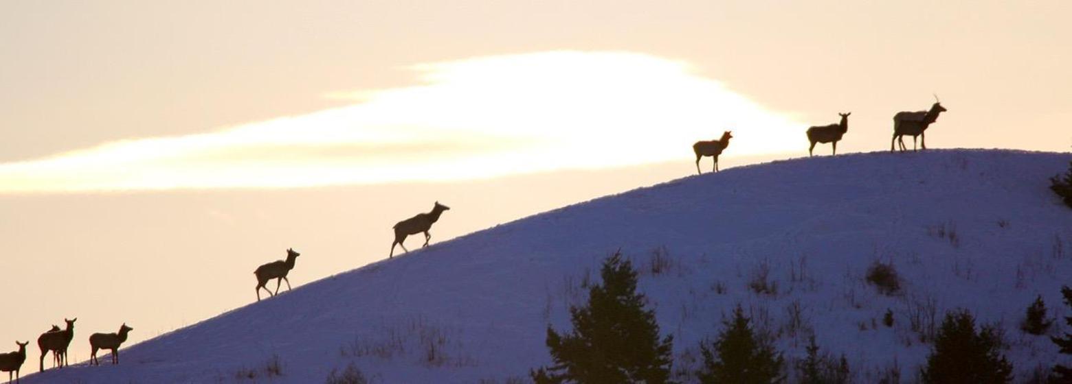 Elk ascend a ridgeline in the Gallatin Valley. With each passing year more homes are being built on top of prominent hills, not only spoiling scenic views but making it more difficult for animals like elk to navigate the labyrinth of development. Photo by Holly Pippel. Click on image to enlarge.