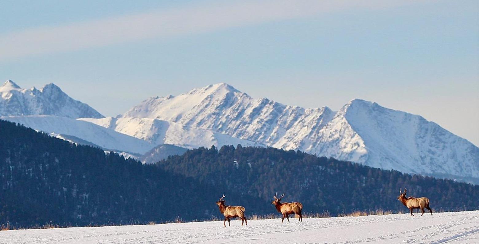 Top photo: An image that Pippel titled "Cold Moon" and below it elk wander the southern Gallatin Valley with the Spanish Peaks towering behind. Will majestic scenes like this become things of the past between the Madison River and the Bridger Range?  Photo by Holly Pippel