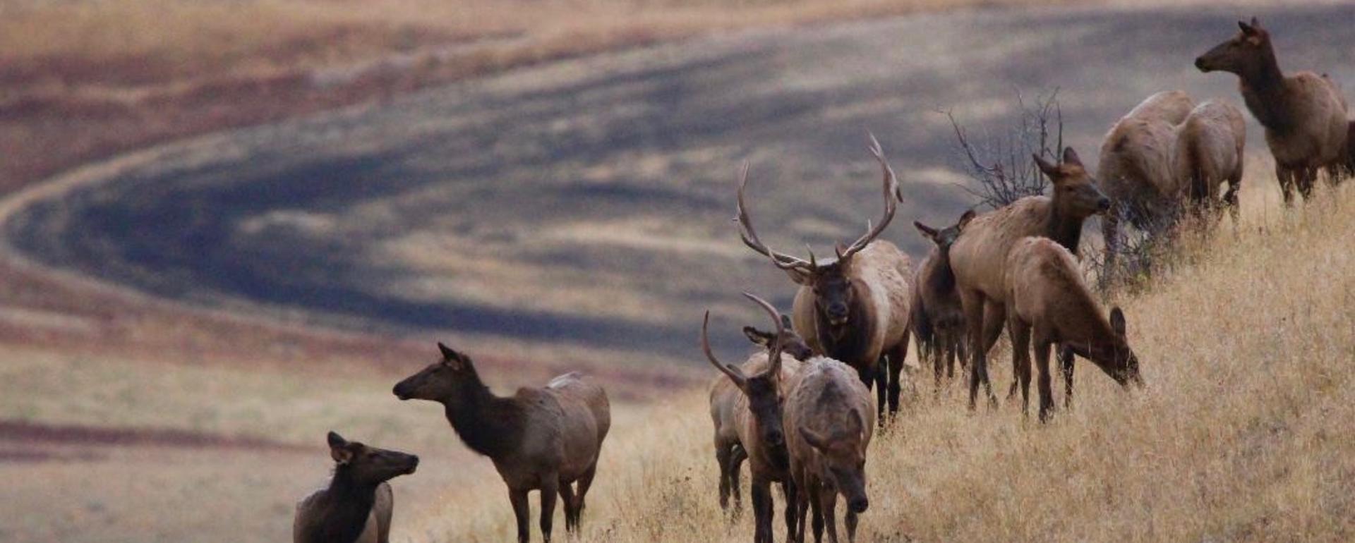 Elk and ag lands are imperiled in the eastern Gallatin Valley