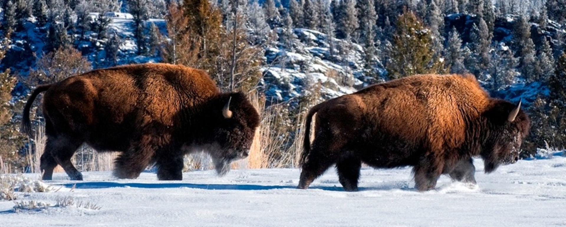 Is Montana setting back bison conservation 100 years?