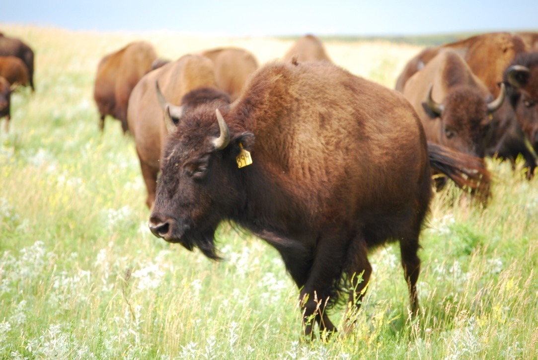 "Domestication is the most serious threat to the future of bison as a wild species," Bailey writes. "The vast majority of North American plains bison exist in privately-owned commercial herds where they are being domesticated by replacing natural selection with human-determined selection, augmented by genetic effects of small population sizes." 