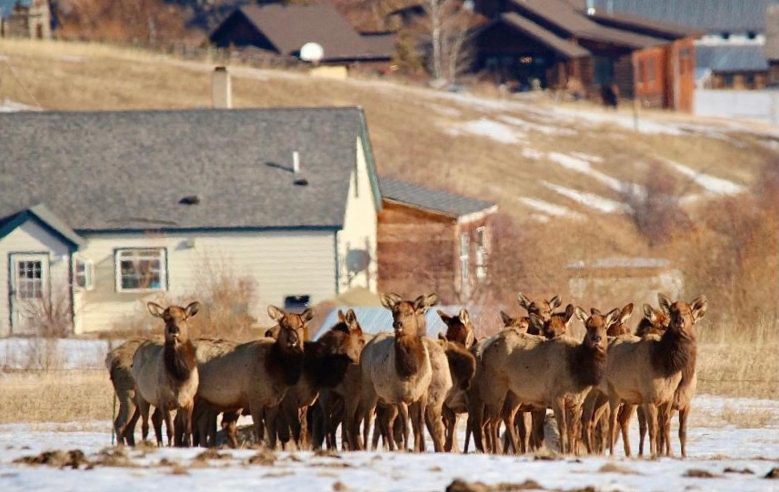 When elk get rattled and feel trapped in the middle of a human subdivision maze, they often lose their bearings and have no direction back to home ground. Photo courtesy Holly Pippel