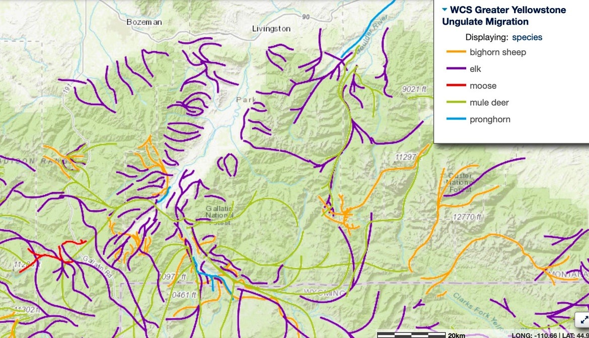 Top, at right: A graphic Liberty presented at a webinar on the effects of sprawl in Paradise Valley where thousands of lots have already been platted down at the courthouse but have yet to be developed. The impacts of seemingly small developments can quickly add up. (click to enlarge). Image just above: Rough graphic assembled by the Wildlife Conservation Society for Greater Yellowstone nor of Yellowstone Park provides a general overview of the large number of wildlife migration routes that pass across public lands then enter private lands, using them as connecting corridors or winter range. Graphic courtesy WCS 