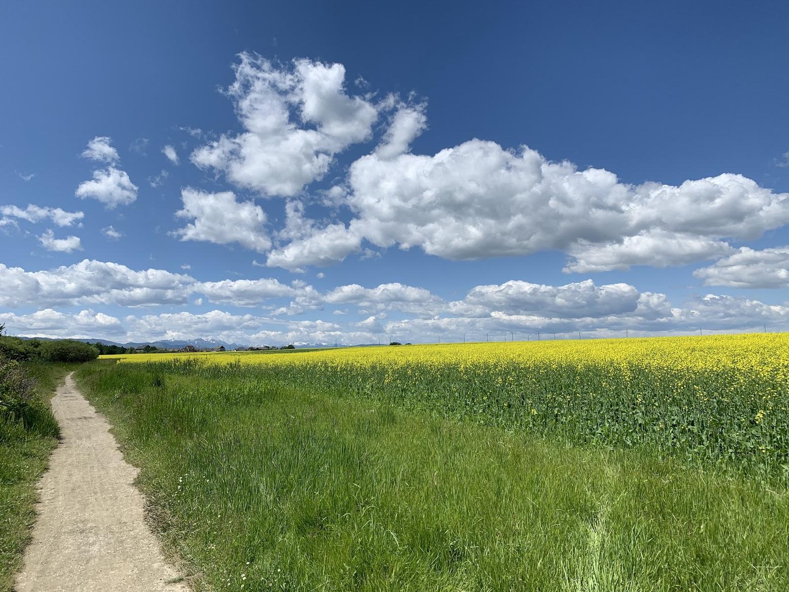 "A special place an be anything—like this agricultural field nestled behind a sports stadium in Bozeman, Montana," writes Calvin Servheen. "It is strikingly beautiful in its own right." Photo courtesy Calvin Servheen