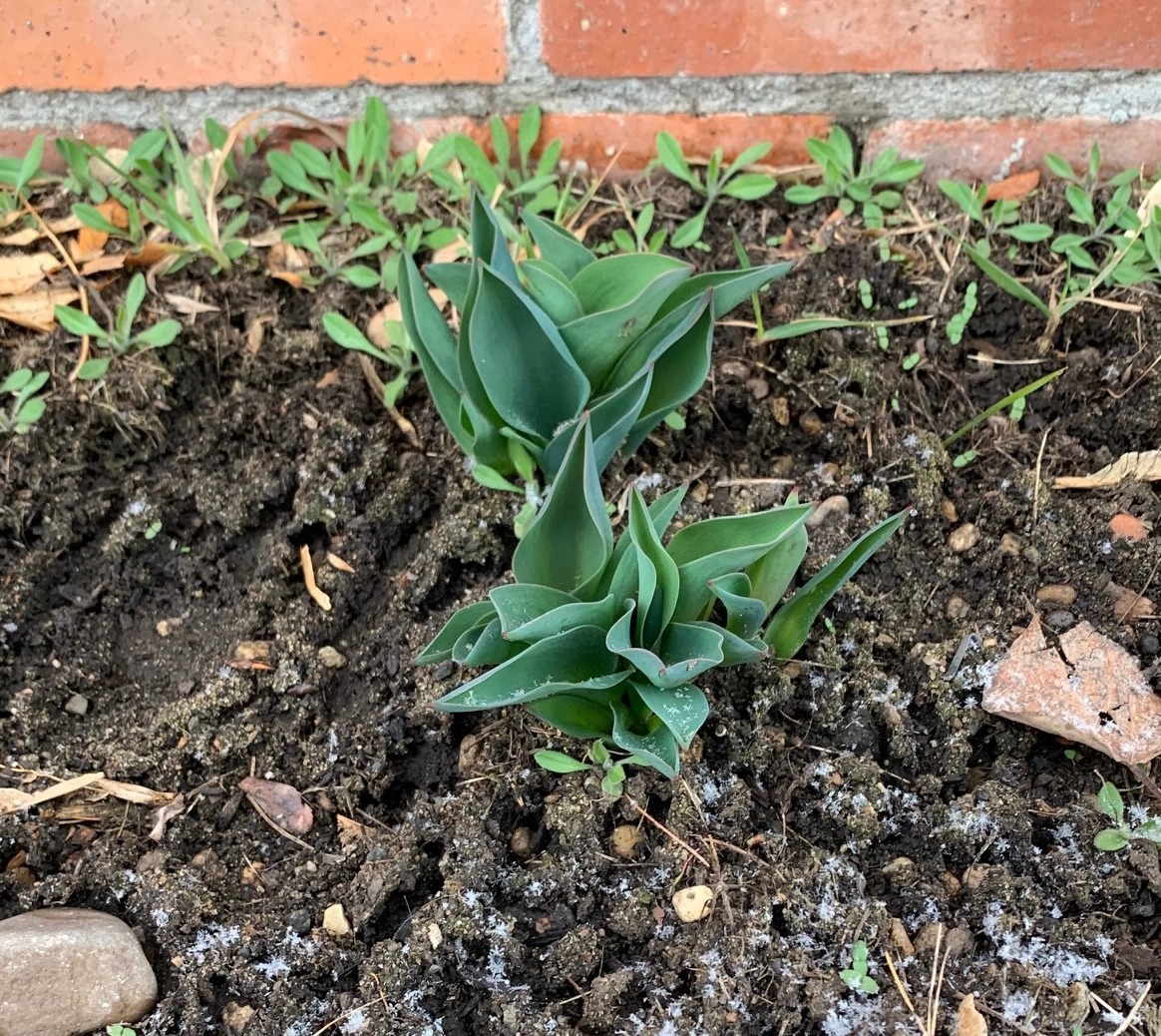 Tate provided this snapshot from his own garden—tulips pushing out of the frost-covered ground, a metaphor, he says, of human resiliency.