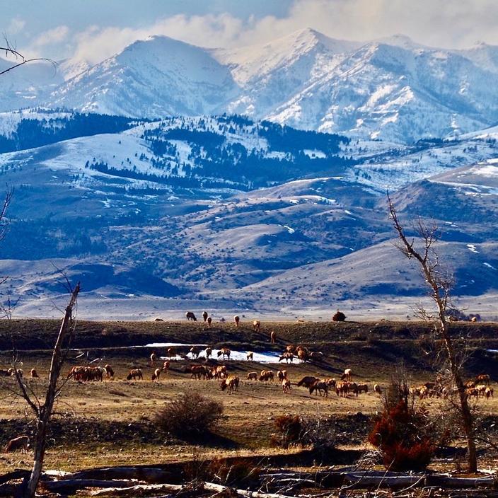 Elk winter on a private ranch in Paradise Valley where development pressure is growing.  A recent report from PERC noted that recreation pressure on public lands sometimes displaces elk onto private land. Photo courtesy Brian Yablonski
