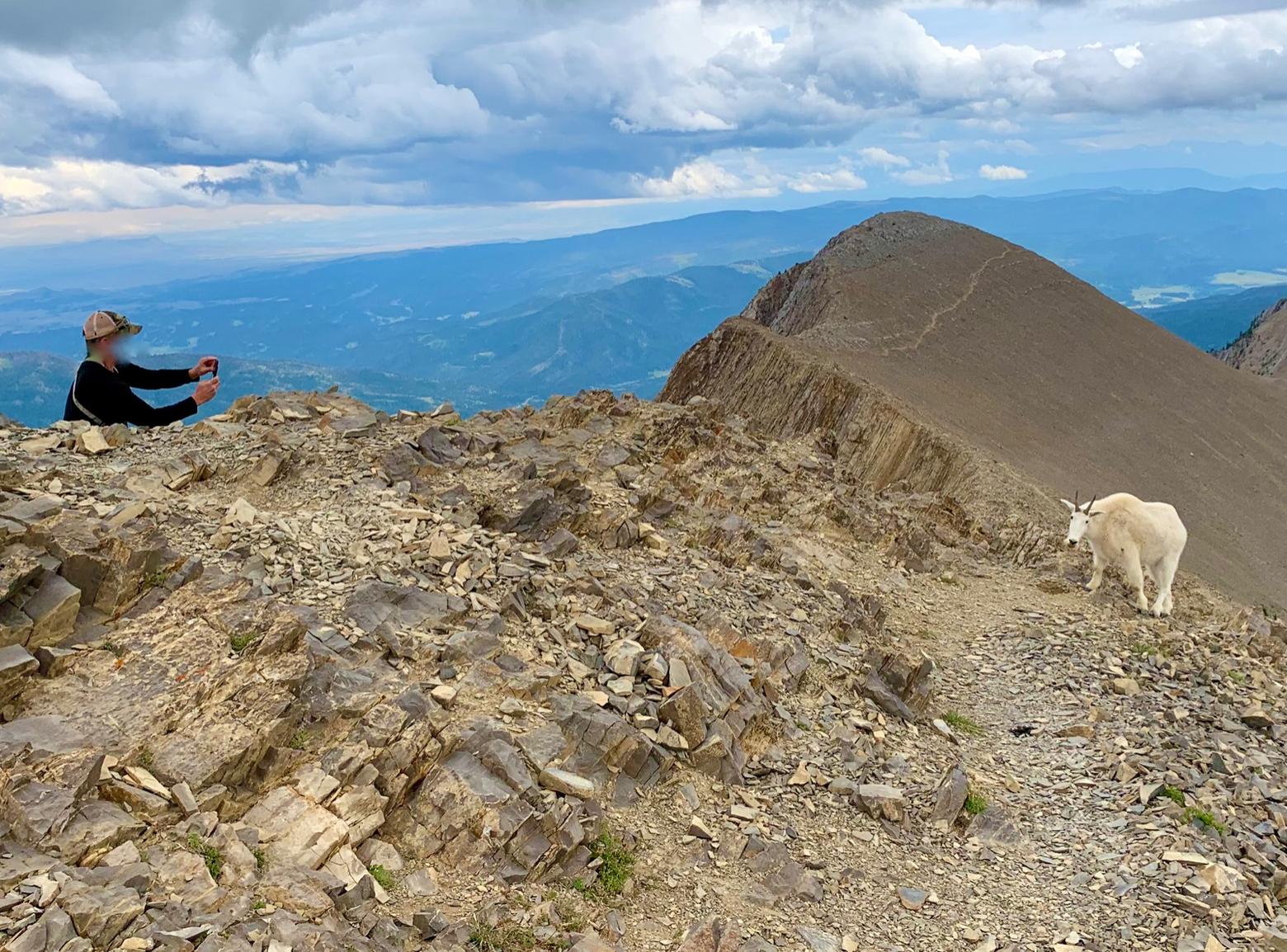 A peak encounter between visitor and local resident on Sacagawea Peak in the Bridger Mountains outside Bozeman.