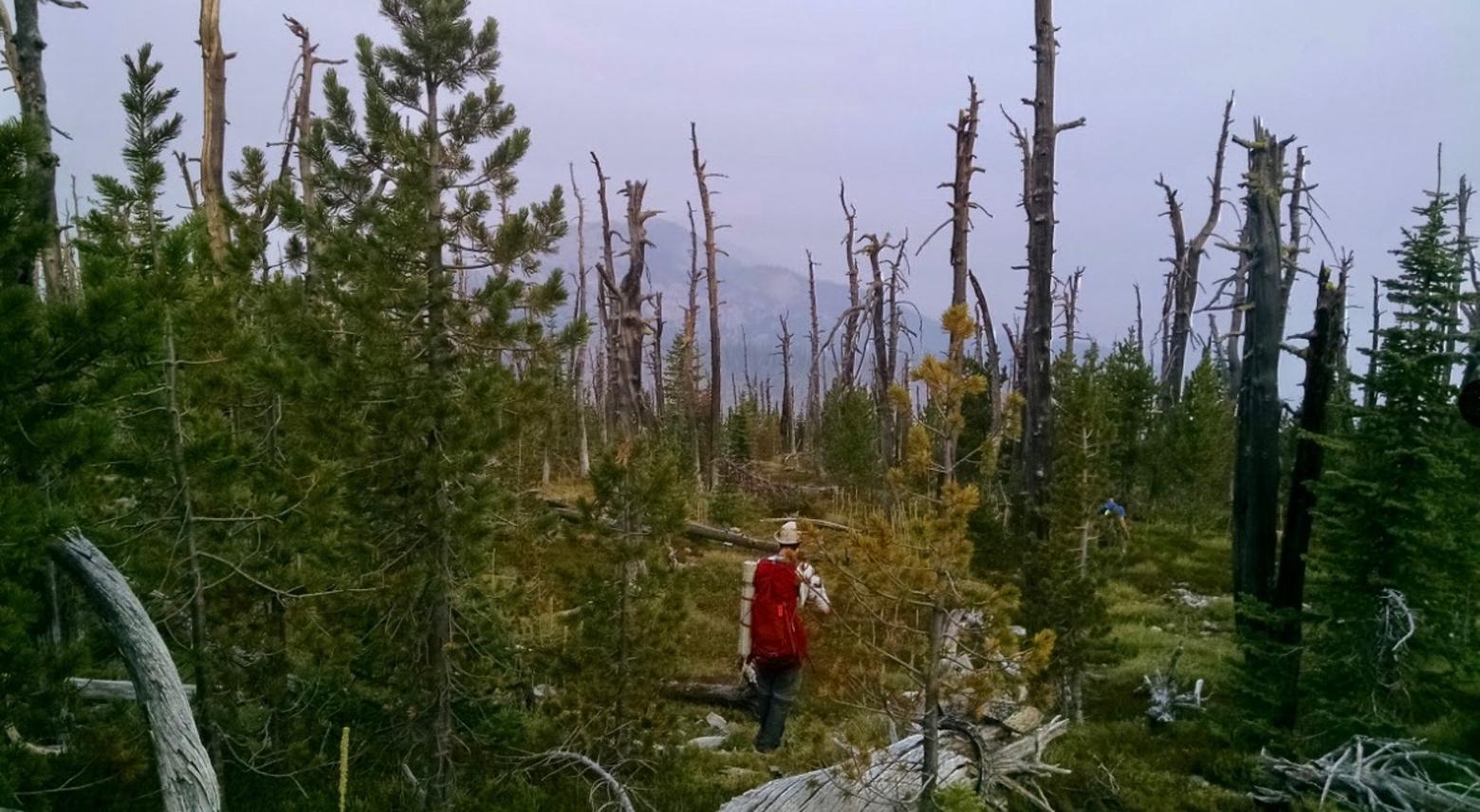 Eerie traipse through the ghostly remnant of a once-healthy whitebark pine forest in the Mission Mountain Range. The whitebark pine was recently deemed worthy of special protection under the Endangered Species Act as a number of climate-change impacts (extended drought, wildfires, insect and pathogen outbreaks) have converged.  This species of pine produces tiny seeds in its cones that are highly nutritious foods for grizzly bears, Clark's Nutcrackers, red squirrels and other animals. Studies have shown that availability of such seeds has been linked to grizzly bear recovery,  Mother bears able to eat a lot of whitebark seeds have been better nourished at a crucial time of year, allowing them to be physically fitter, have successful pregnancies and emerge after long winter dormancy in better condition. Photo courtesy Nick Zeiberg-Kichas 