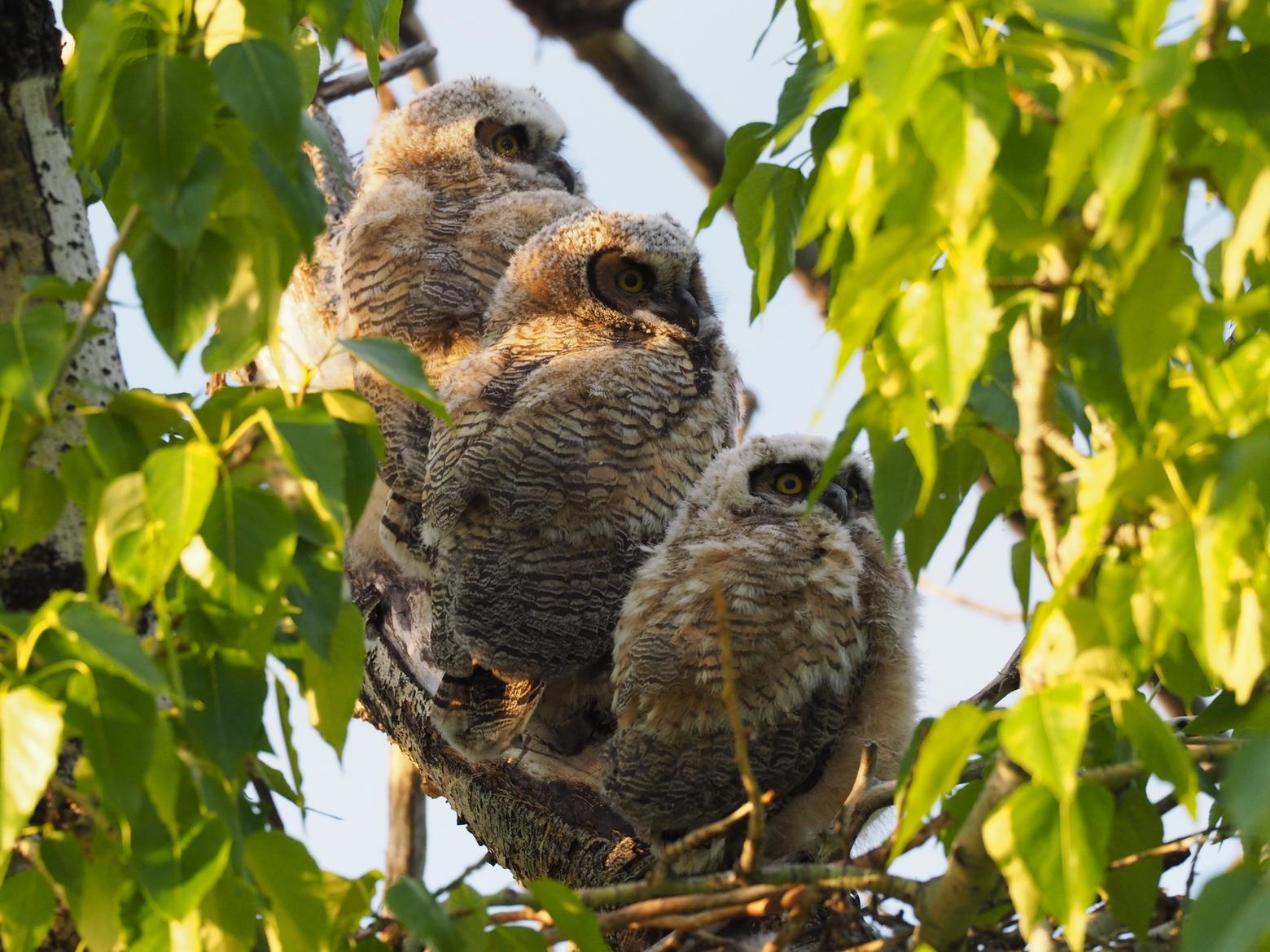 Who's that looking at you? Great Horned owls may be the most formidable avian predator in pastoral landscapes. And Tim Crawford had a front row seat.