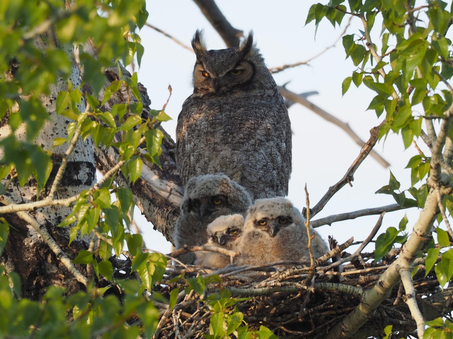Mother and offspring. Photo by Tim Crawford