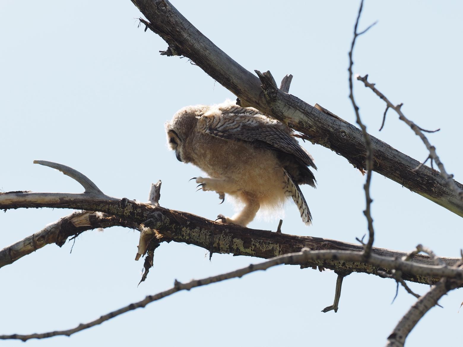 Out on a limb: A young Great Horned owl surveys the world below while preparing to fledge. Photo by Tim Crawford