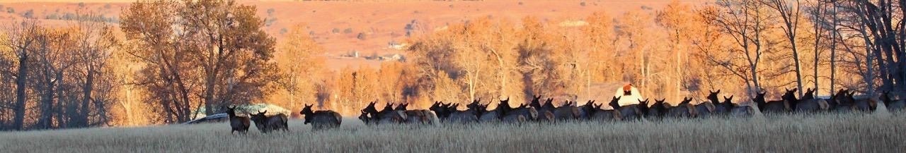 Each passing year in the Gallatin Valley south and west of Bozeman it becomes more difficult for elk to thread the needle in their passage through exurban sprawl. Photo courtesy Holly Pippel.