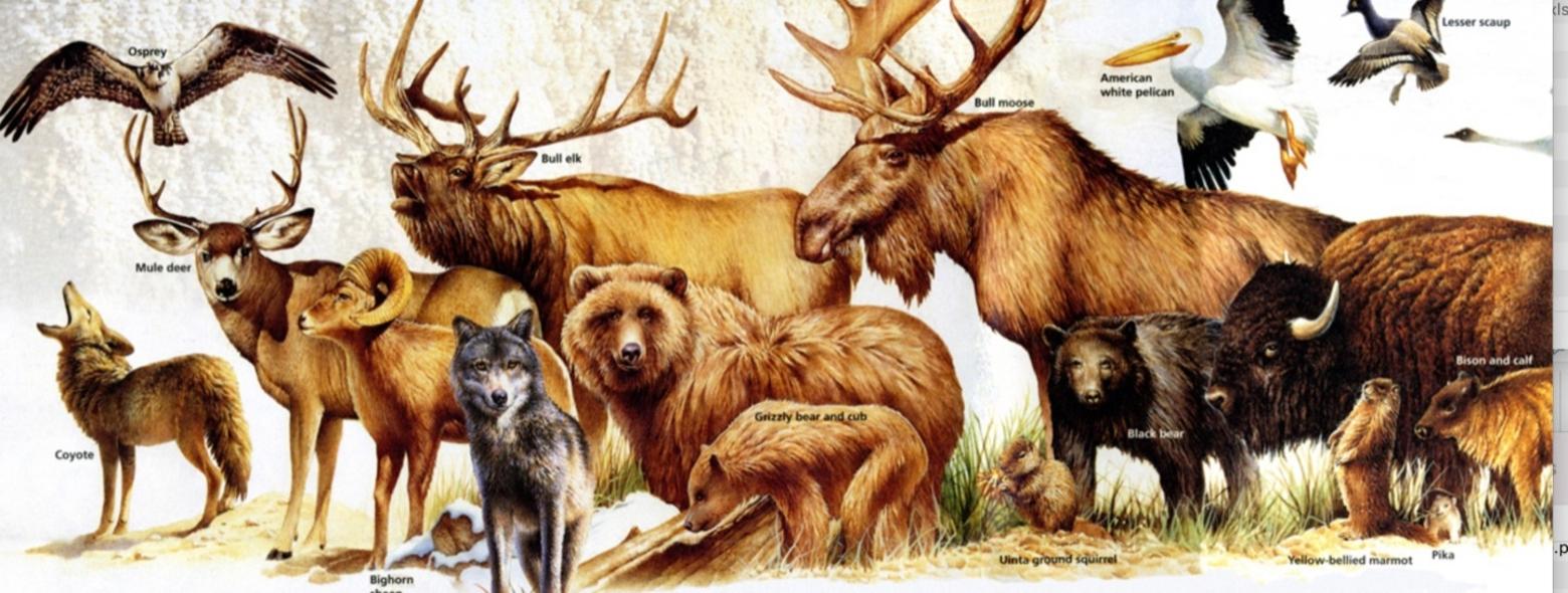 The unparalleled diversity of wild migratory animals at stake in Greater Yellowstone, as illustrated in the map handed to visitors entering Yellowstone National Park. Graphic courtesy NPS