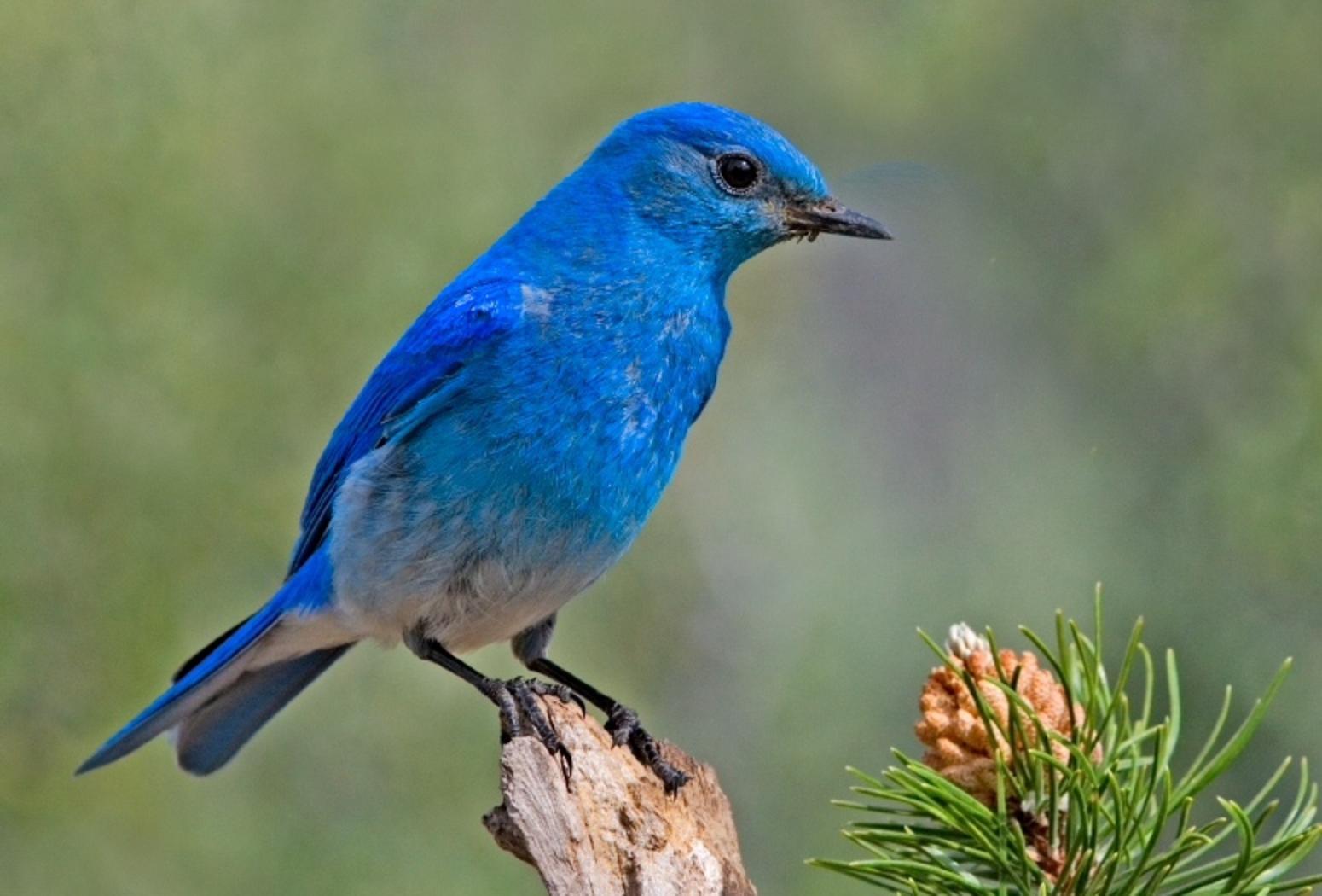 Male mountain bluebird, often seen along rural roads passing through meadows. Photo courtesy Wikipedia/Linda Tanner