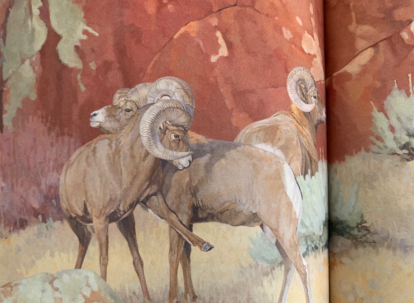 "Showtime," a painting of wild mountain sheep (bighorns) by Laney of Dubois, Wyoming