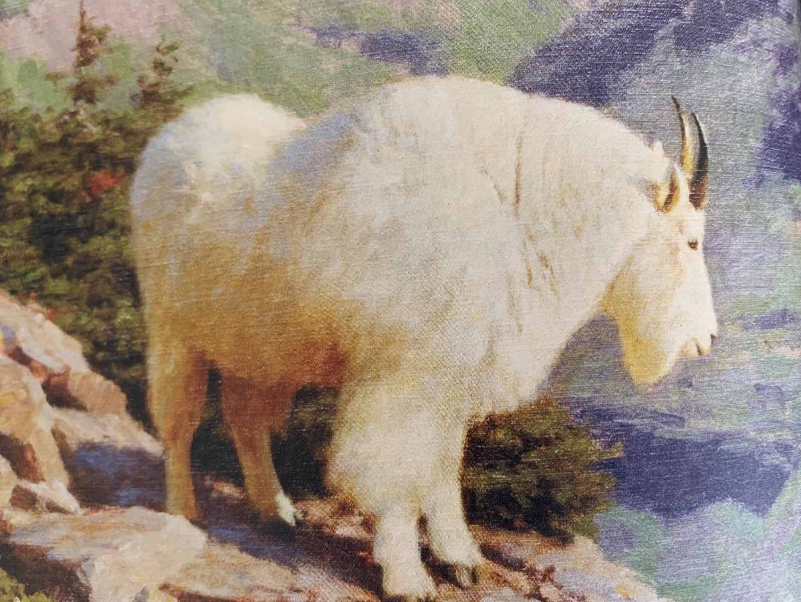 "Rocky Mountain Goat" by Tucker Smith