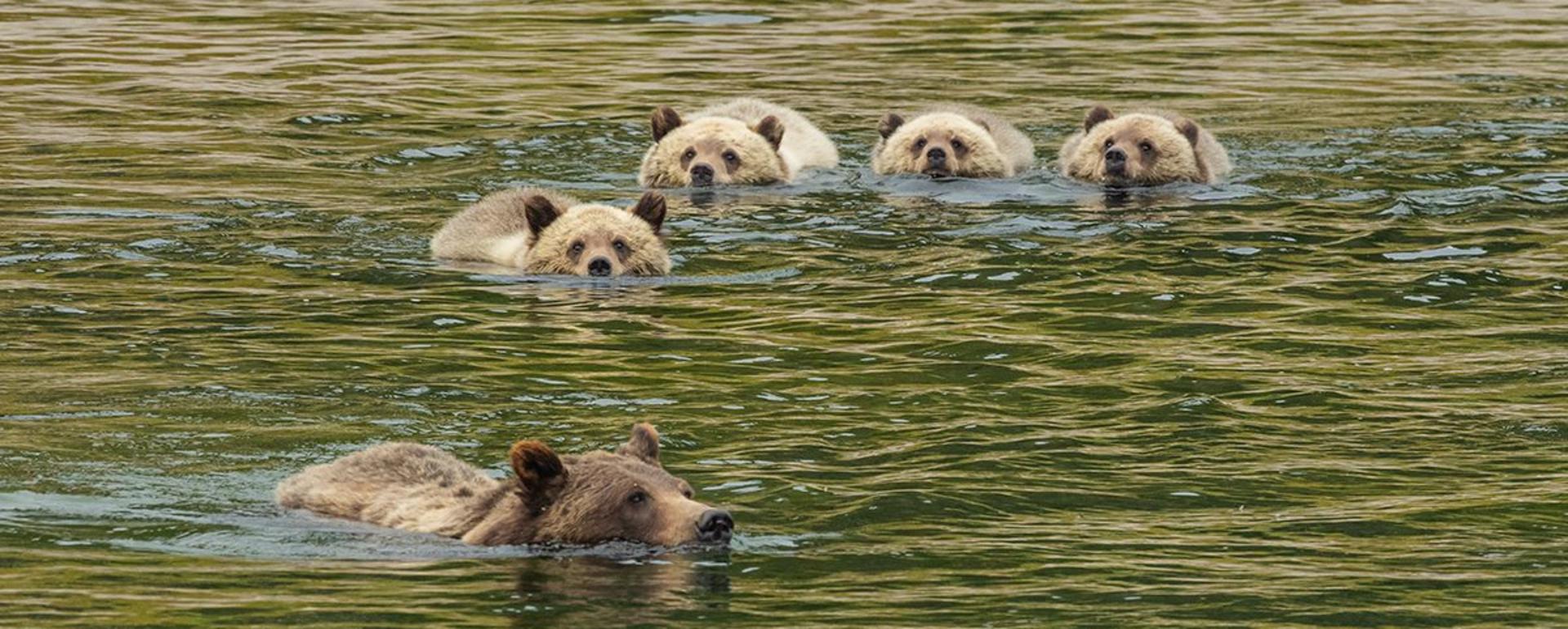 Grizzly Mother 399 and four cubs swim the Snake River