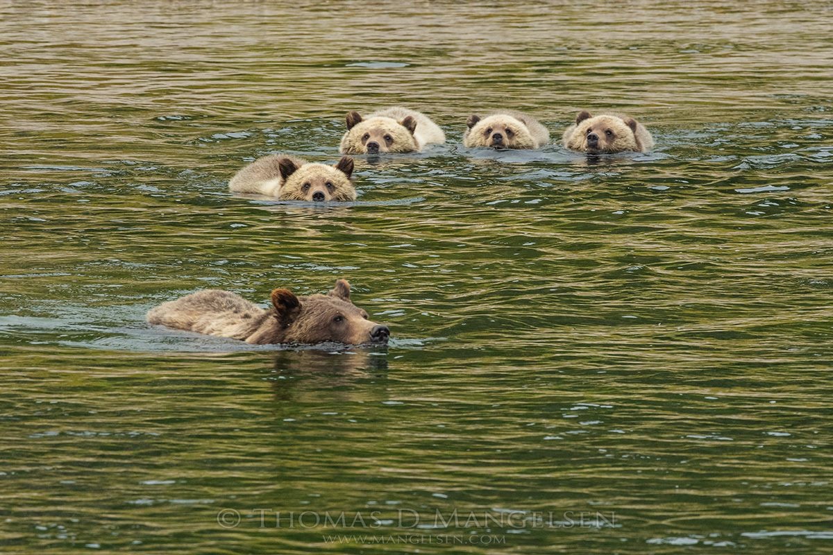 A photograph by Thomas D. Mangelsen of Jackson Hole grizzly mother 399 leading her four cubs in a swim across the Snake River.  Image used with permission. To see more of Mangelsen's amazing photographs, including those of grizzlies in Jackson Hole,  go to mangelsen.com