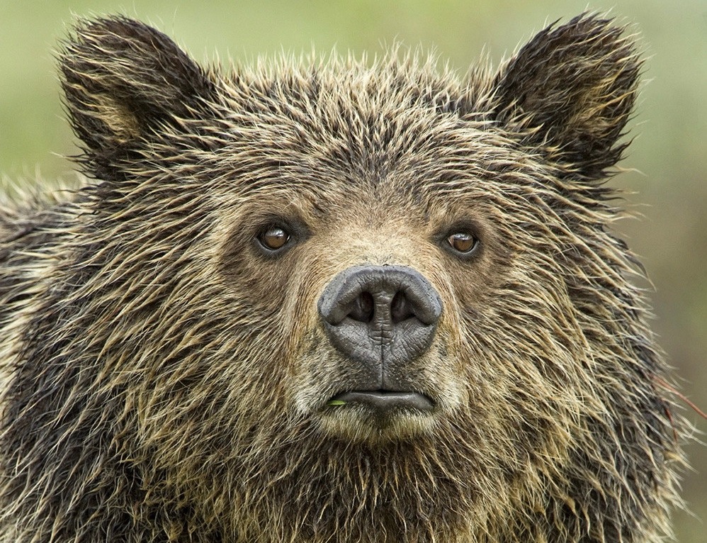 A detail of a limited edition collectible photograph by Thomas D. Mangelsen titled "Eyes of the Grizzly." This grizzly is among several dozen that today call the greater Jackson Hole area home—an area from which grizzlies had largely been eradicated in 1975, when the Greater Yellowstone population was given federal protection as a threatened species under the Endangered Species Act. This image used with permission. To see a large version of this print and other Mangelsen photographs, go to mangelsen.com