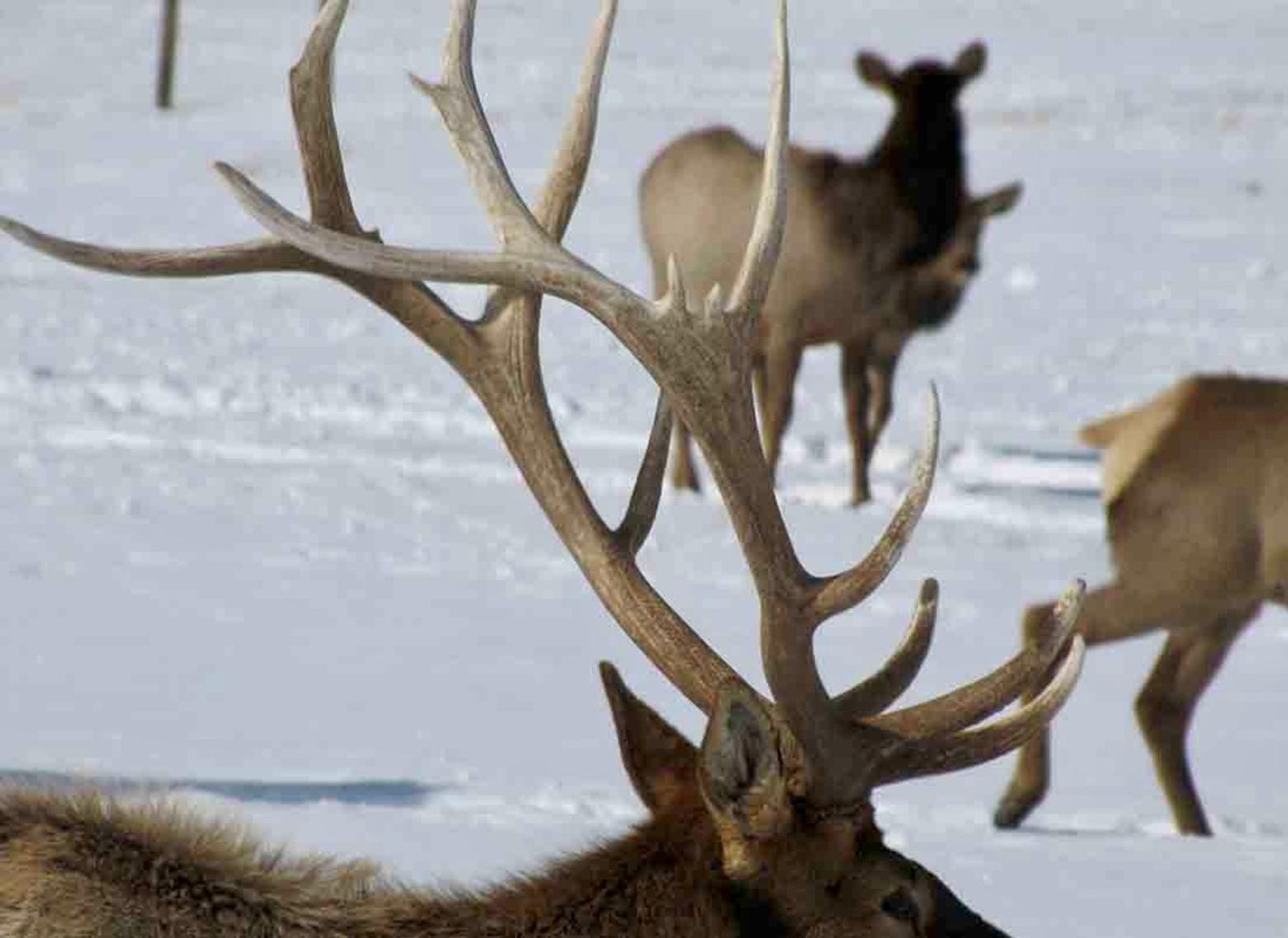 Antler Scouts