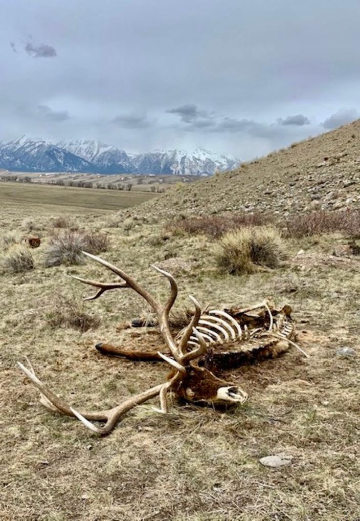 Every year the scramble goes on, and sometimes a cat and mouse game between antler hunters and law enforcement, in the search for large racks and even skulls of animals with antlers attached. Photo courtesy Julie Fustanio