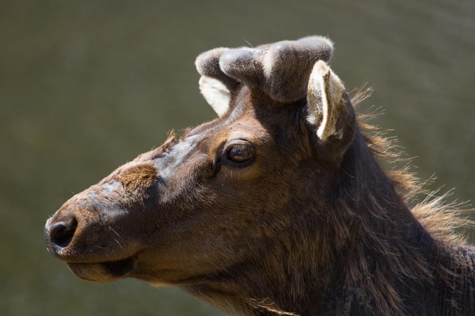 elk antlers regrow