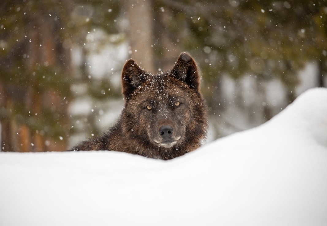 Moritsch describes her novel as being a fantastical story about wolves, but the former ecologist with the National Park Service refuses to make them villains. Photo courtesy Jim Peaco/NPS